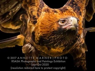 Eagle_Annette_Marner_A
